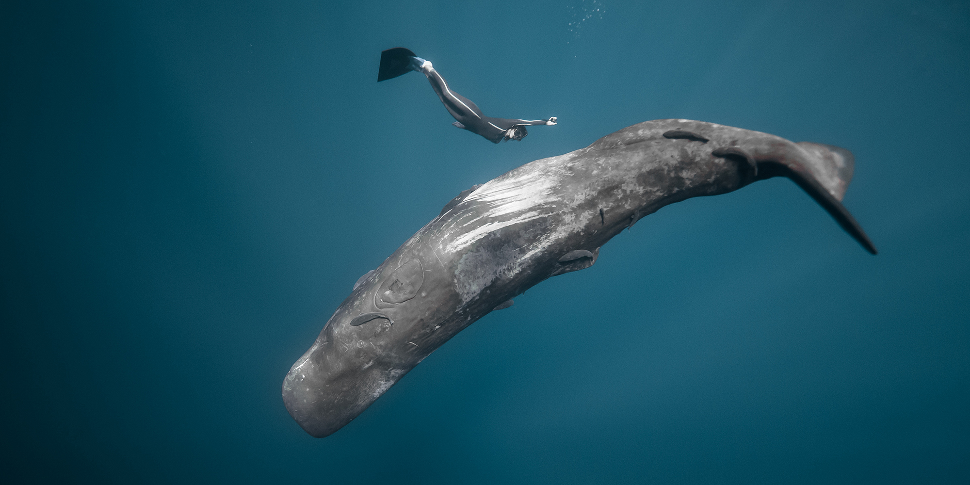 Ocean Film Festival World Tour dives into the UK!