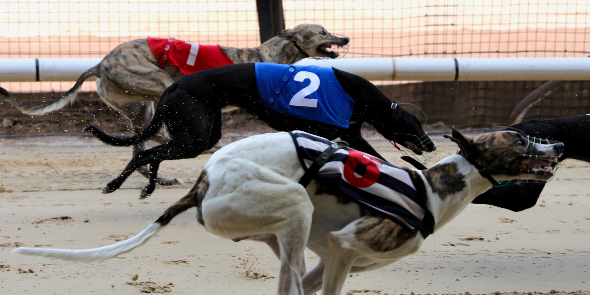 Win a VIP Father’s Day Experience at Owlerton Stadium